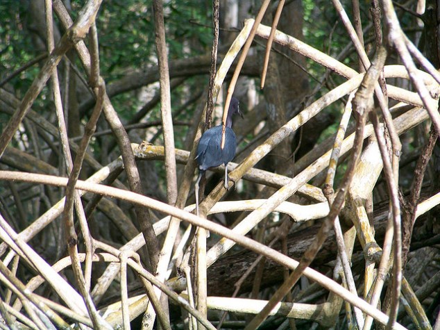 Flickr: claxtonbaymangrove